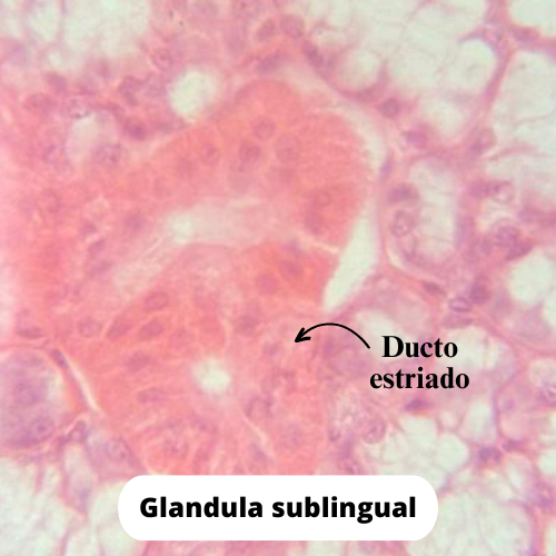Tecido glandular (2).png