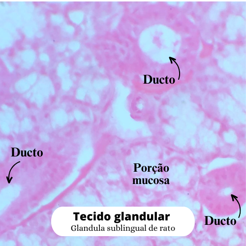 Tecido glandular.png